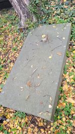 Grób Tomasza Adwentowskiego