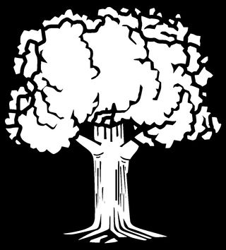 Zdjęcie dla hasła dąb